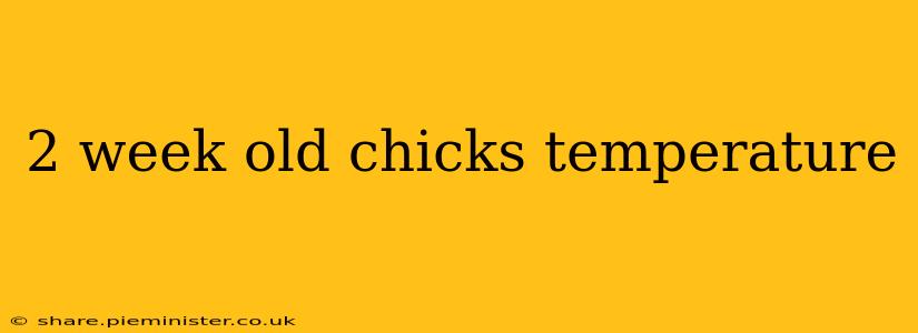 2 week old chicks temperature