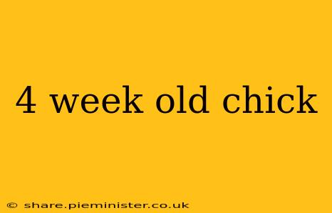 4 week old chick