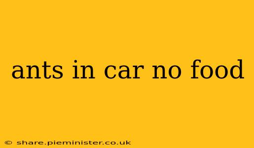 ants in car no food