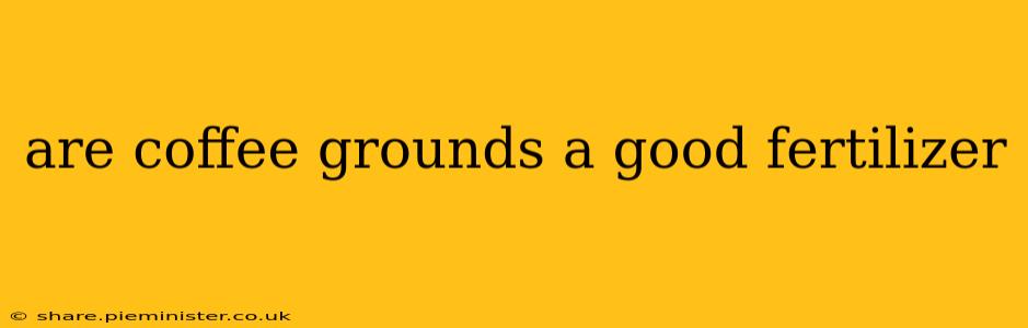 are coffee grounds a good fertilizer