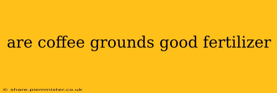 are coffee grounds good fertilizer