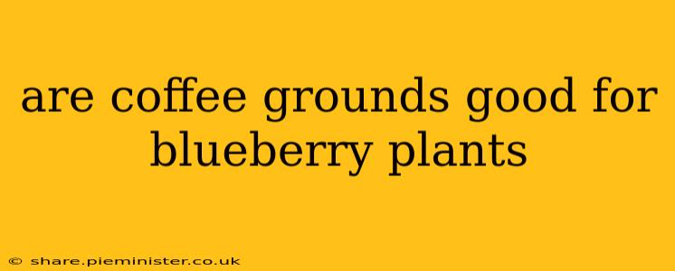 are coffee grounds good for blueberry plants