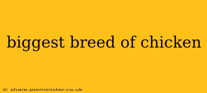biggest breed of chicken