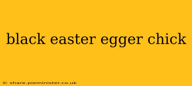black easter egger chick