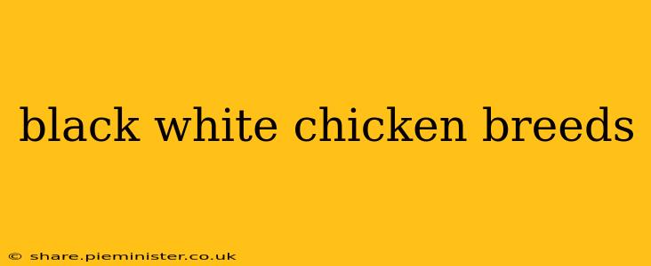 black white chicken breeds