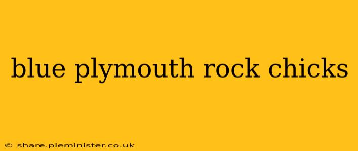 blue plymouth rock chicks
