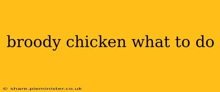 broody chicken what to do