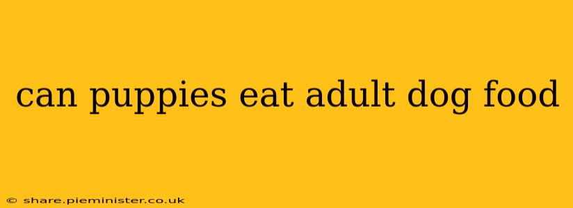 can puppies eat adult dog food