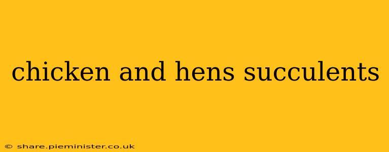 chicken and hens succulents