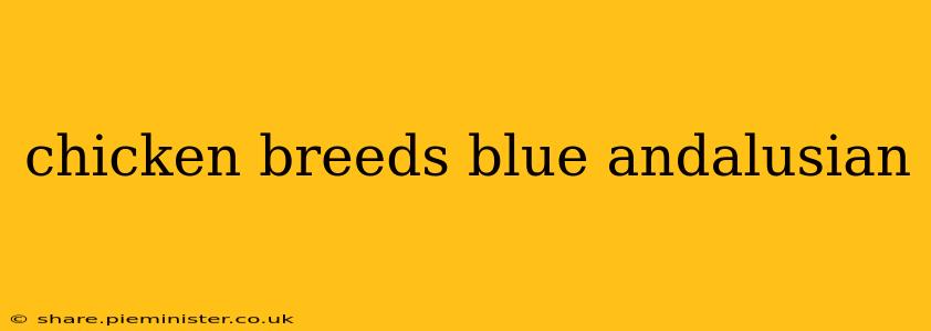chicken breeds blue andalusian
