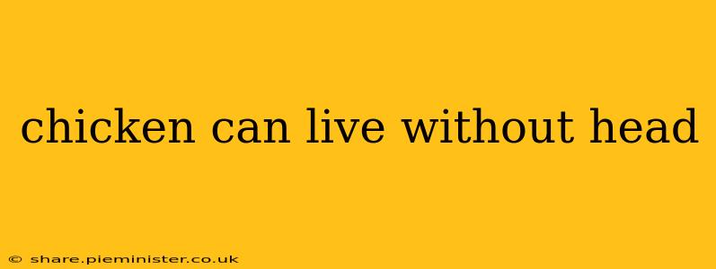 chicken can live without head
