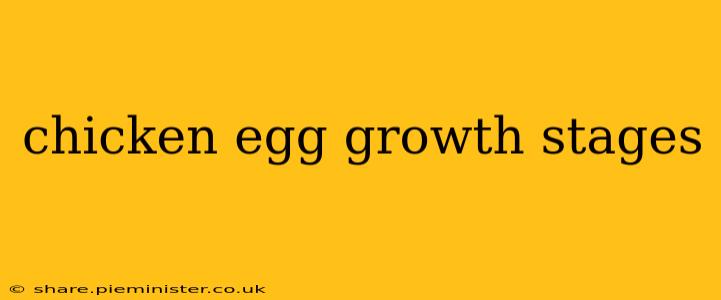 chicken egg growth stages