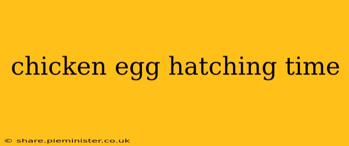 chicken egg hatching time