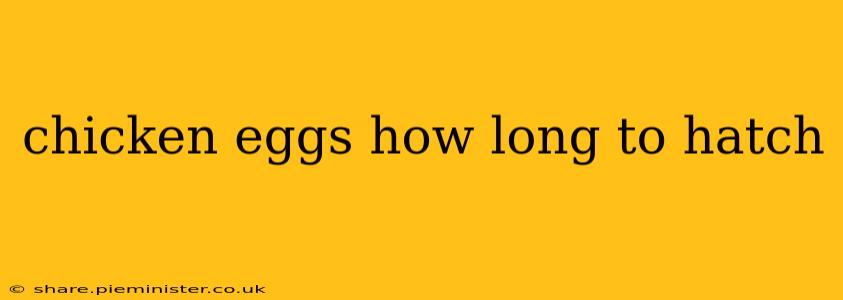chicken eggs how long to hatch