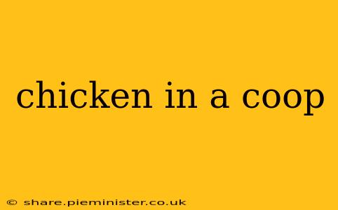 chicken in a coop
