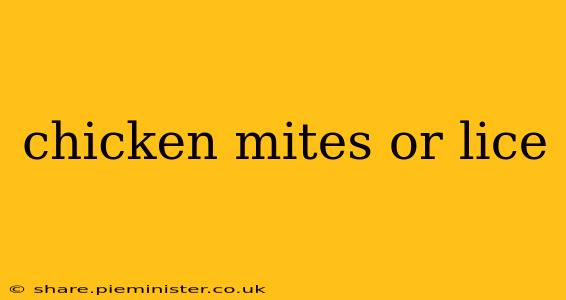 chicken mites or lice