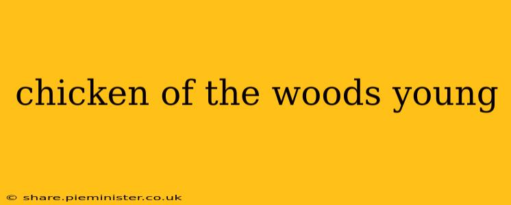 chicken of the woods young