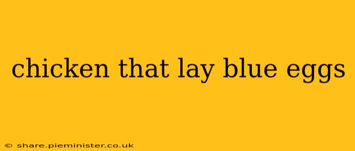 chicken that lay blue eggs