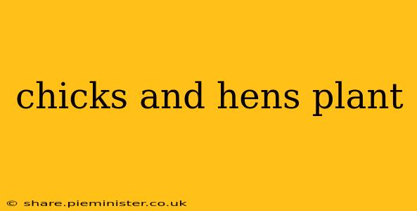 chicks and hens plant