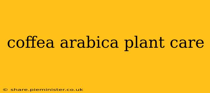 coffea arabica plant care