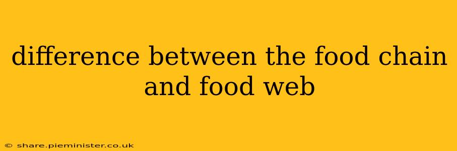 difference between the food chain and food web