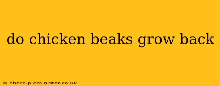 do chicken beaks grow back