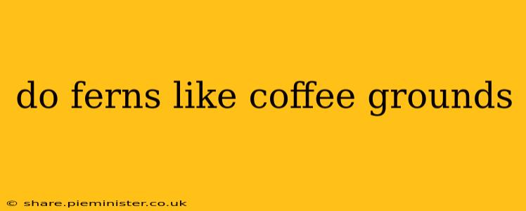 do ferns like coffee grounds