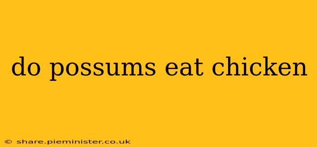do possums eat chicken
