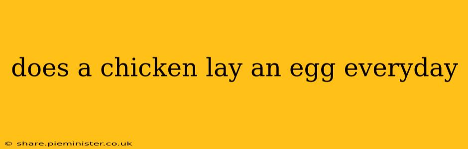 does a chicken lay an egg everyday