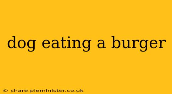 dog eating a burger