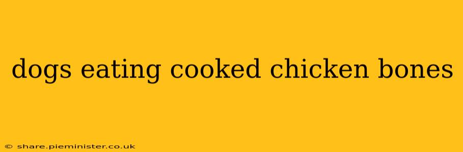 dogs eating cooked chicken bones