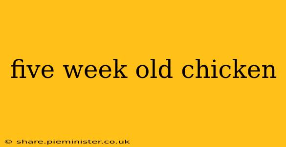 five week old chicken