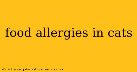 food allergies in cats