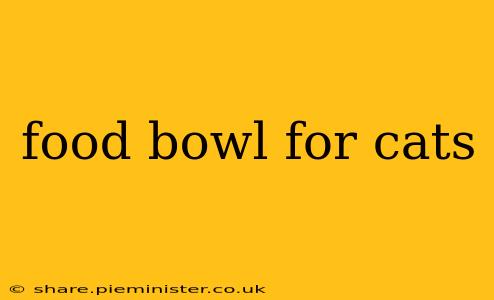 food bowl for cats