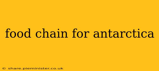 food chain for antarctica