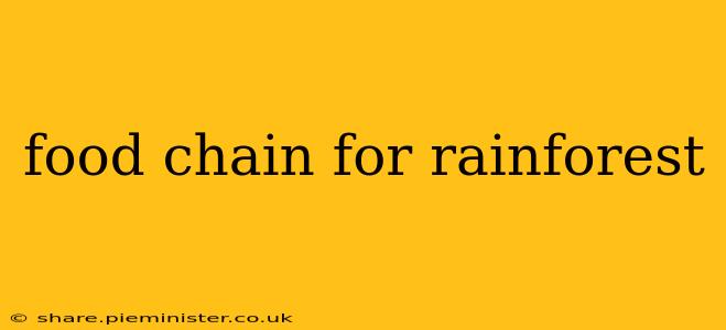 food chain for rainforest