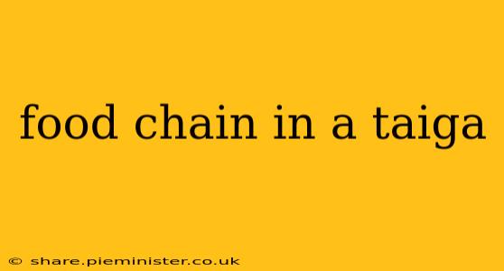 food chain in a taiga