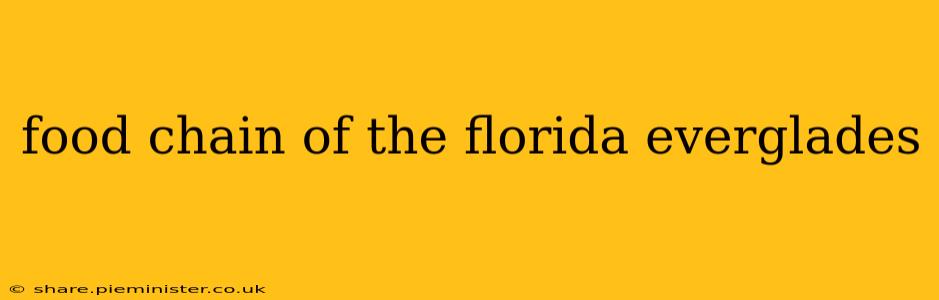 food chain of the florida everglades