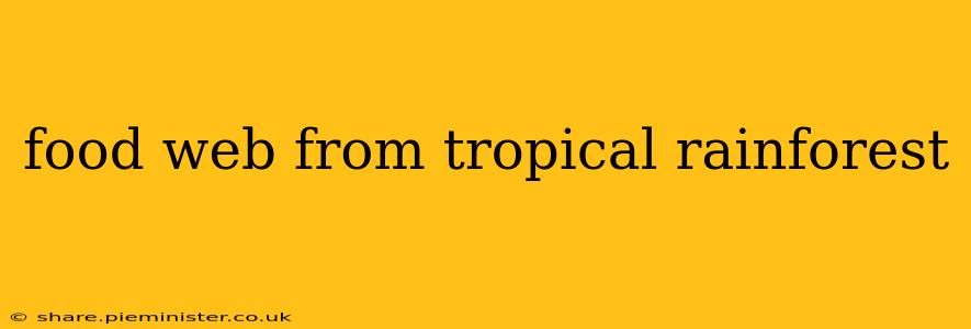 food web from tropical rainforest
