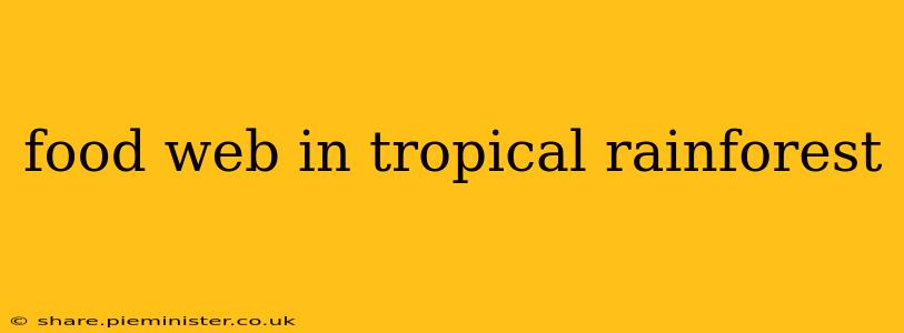 food web in tropical rainforest