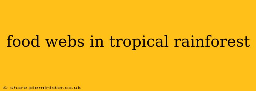 food webs in tropical rainforest