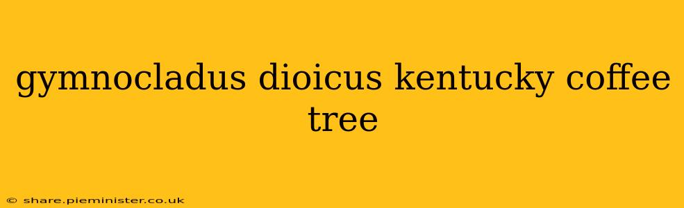 gymnocladus dioicus kentucky coffee tree