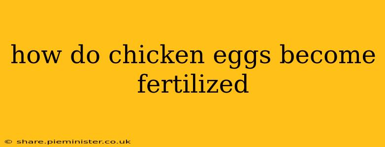 how do chicken eggs become fertilized