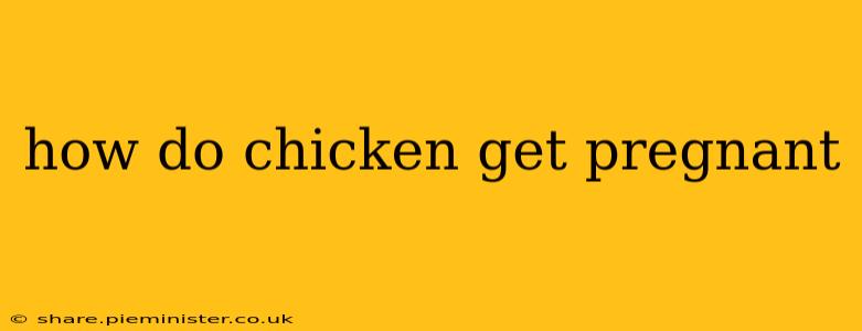 how do chicken get pregnant