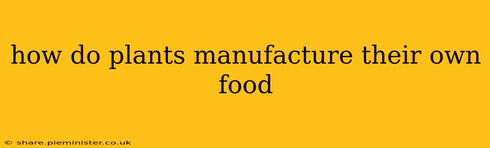 how do plants manufacture their own food