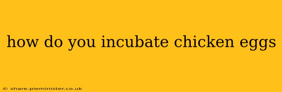 how do you incubate chicken eggs