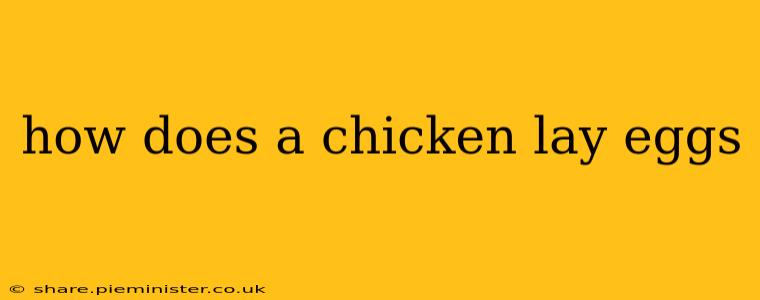 how does a chicken lay eggs