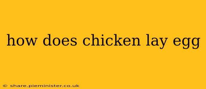 how does chicken lay egg