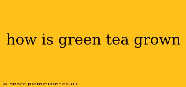 how is green tea grown