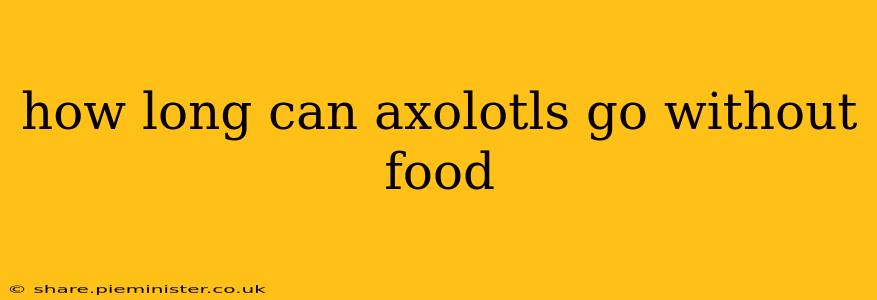 how long can axolotls go without food